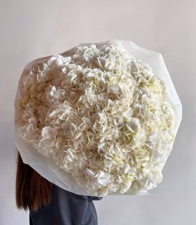 hydrangea verena 19000 руб 200$
